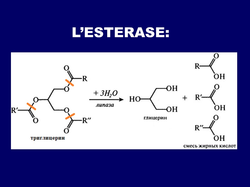 L’ESTERASE: